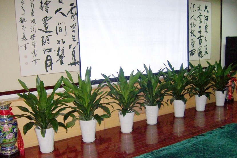 會(huì)務(wù)綠植租擺
